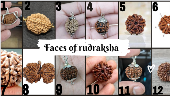 Faces of rudraksha